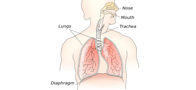 Structure of the respiratory system