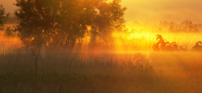 Morning sun in the forest