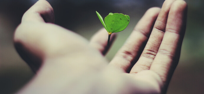 Sprout in hands