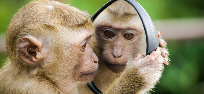 Monkey and the mirror