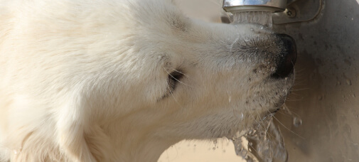 Dog drink water