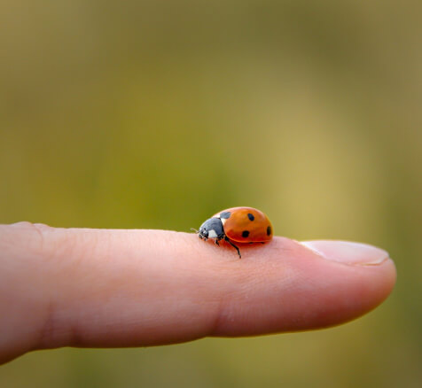 Ladybug on finger