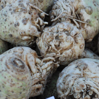 Eat Celery Root picture