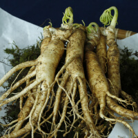 Take Ginseng picture