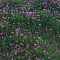 Astragalus picture